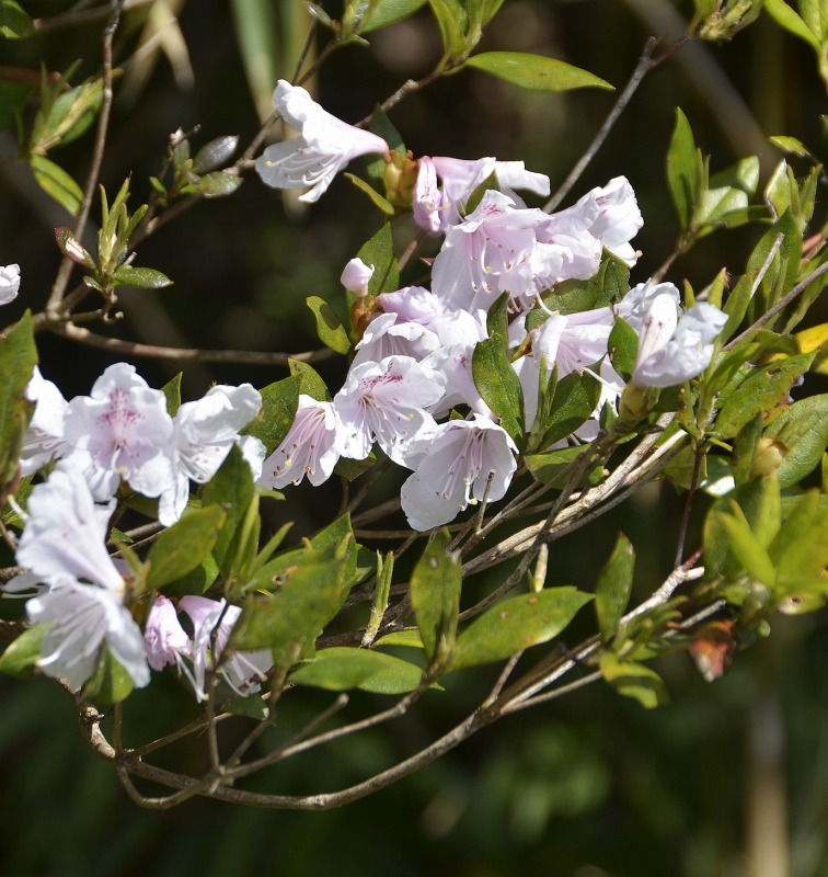 ツアー紹介 ２ １５発 沖縄本島の樹に咲く花 サクラツツジやカンヒザクラなどをたずねて ３日間 ネイチャリングニュース