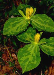 葉と花の間に花茎のないトリリウム・ルテウム（撮影：現地ボタニカルガイド　ティモシー・スピラ氏）