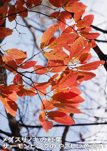 ツアー報告 瑞牆山麓と八ヶ岳山麓の紅葉 葉で見わける樹木 ２日間 １０月２７日 火 ネイチャリングニュース