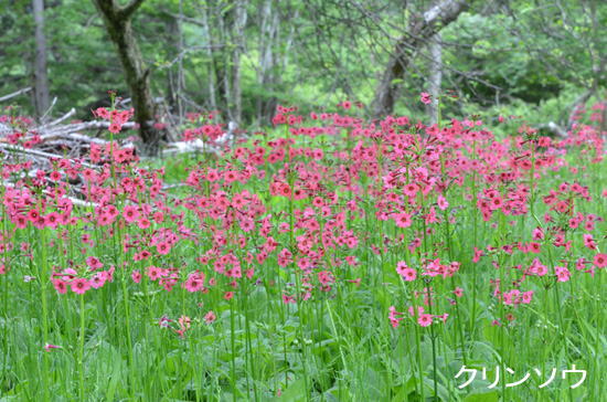 ツアー報告 入笠山の初夏の花々 野に咲く花の生態観察 日帰り ６月２２日 月 ネイチャリングニュース