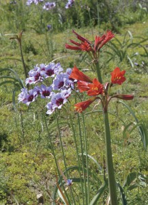 10 月はレウココリネ・プルプレアや赤いヒガンバナ科のフィセラが咲く