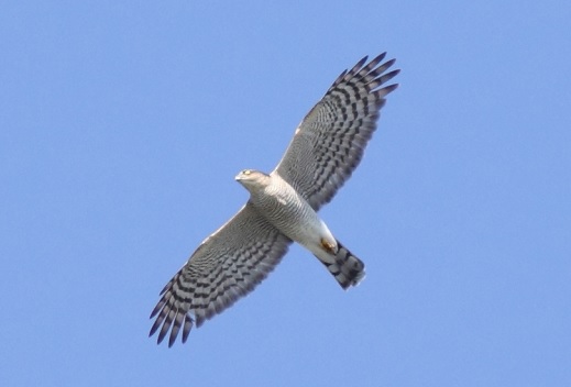 ツアーのお誘い タカ 小鳥類 ガン類が渡る秋の北海道にお越しください ネイチャリングニュース