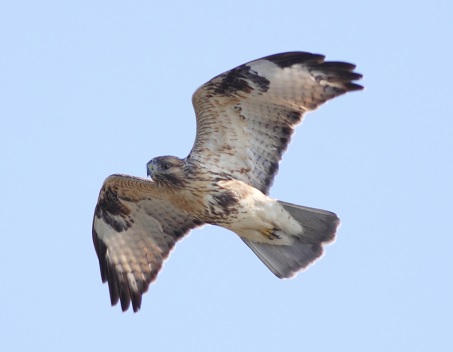 ツアーのお誘い タカ 小鳥類 ガン類が渡る秋の北海道にお越しください ネイチャリングニュース