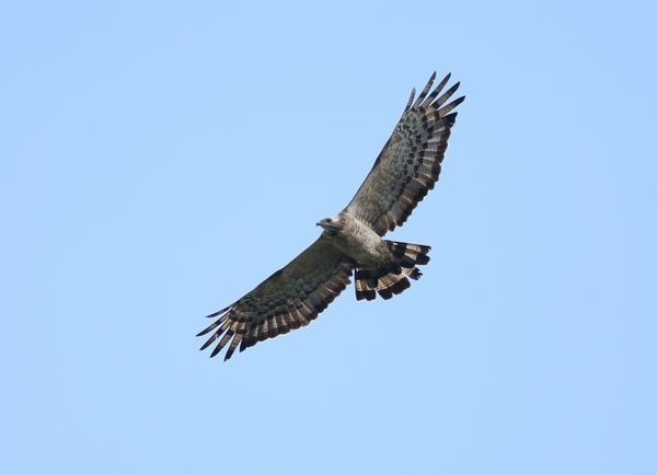 ツアー紹介 ２０１９ ９ ２６発 タカ渡る白樺峠と渡りの小鳥たち ２日間 ネイチャリングニュース