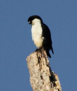 P3_02_写２IMG_9582_1601Luzon_PhilippineFalconet (35)