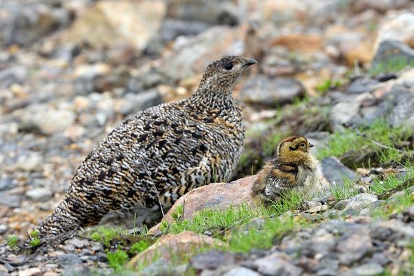 ツアー報告 絶景の立山 ライチョウの親子に会いたい ２０１７年７月１７日 １９日 ネイチャリングニュース