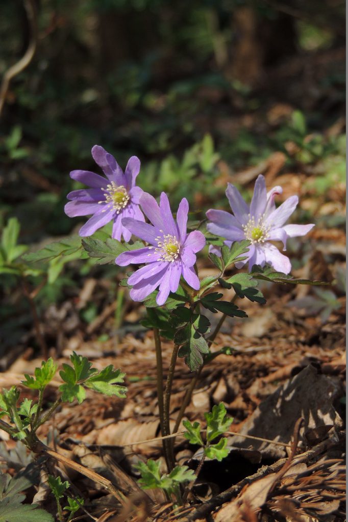 終了しました ４月１６日発 筑波山に咲く春の花 日帰り ネイチャリングニュース