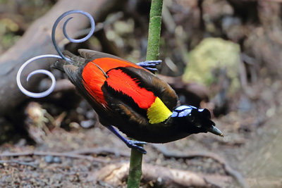 おすすめツアー ニューギニア島の西部で見る数々の極楽鳥やニワシドリ ネイチャリングニュース