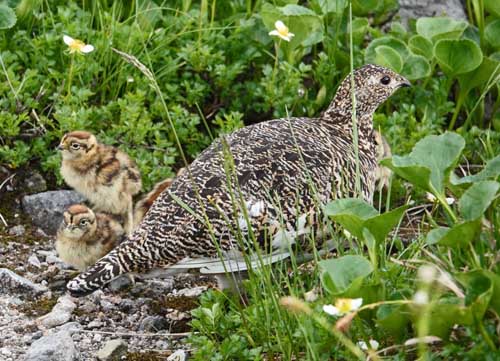 ツアー報告 絶景の立山 ライチョウの親子に会いたい ２０１８年７月２２日 ２４日 ネイチャリングニュース